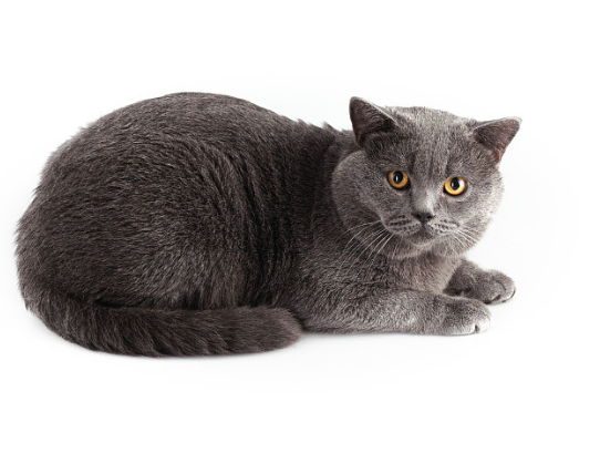 蓝猫领养