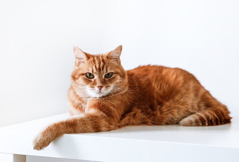 橘猫领养