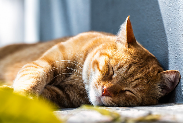 橘猫领养