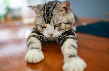 狸花猫领养