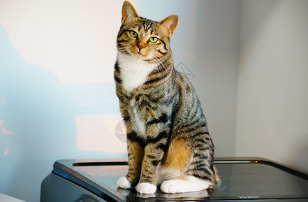 狸花猫领养
